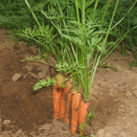 葉付きニンジン