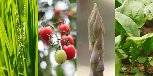 野菜の写真